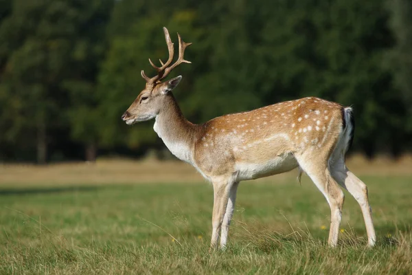 Fallow Deer, Dama dama — Stock Photo, Image