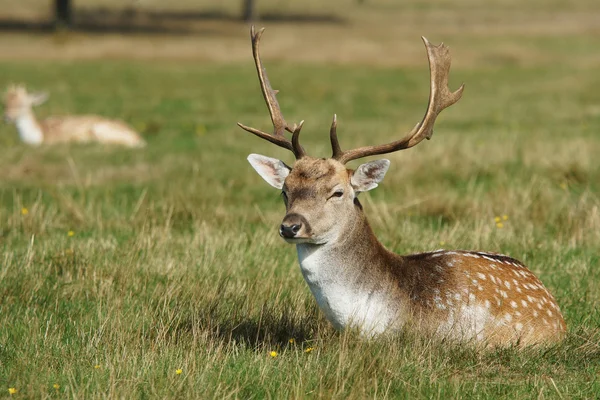 Fallow Deer, Dama dama — Stock Photo, Image