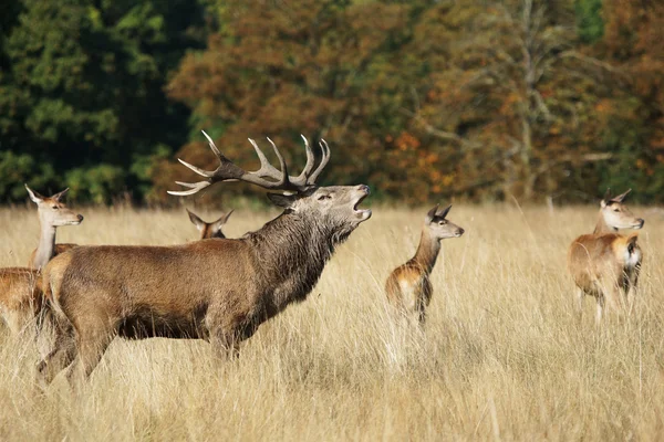 Jelenie, sarny, cervus elaphus — Zdjęcie stockowe