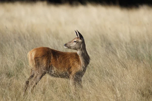 Veado Vermelho, Veado, Cervus elaphus — Fotografia de Stock