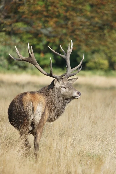 Cerf rouge, cerf, Cervus elaphus — Photo