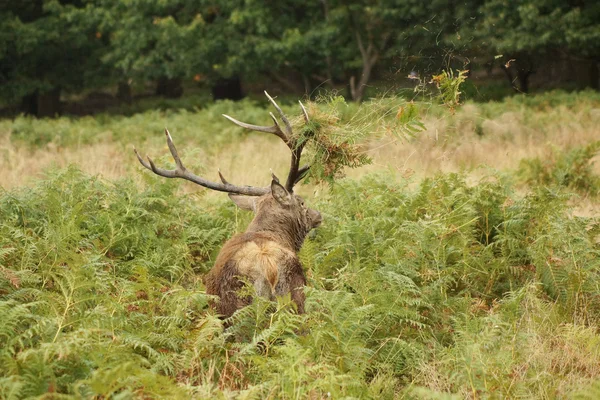 赤いシカ, シカ, cervus — ストック写真