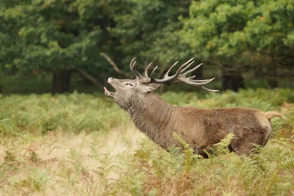 Red Deer, Deer, Cervus elaphus — Stock Photo, Image