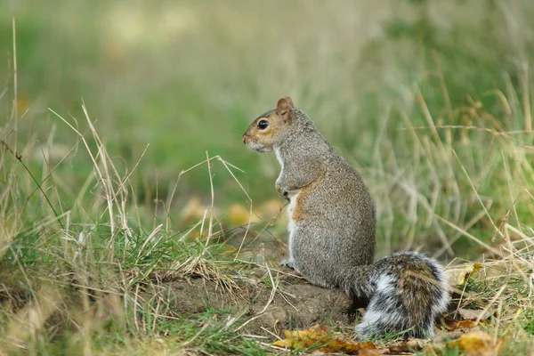 Ardilla gris, Sciurus carolinensis —  Fotos de Stock