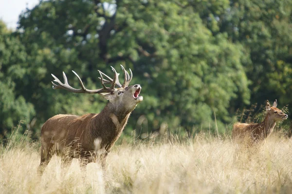Red Deer, Deer, Cervus elaphus — Stock Photo, Image