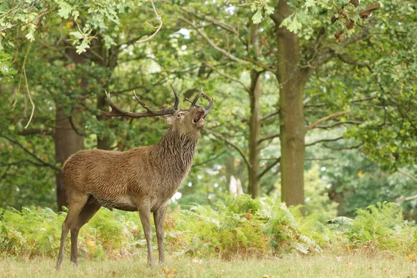 Red Deer, Deer, Cervus elaphus — Stock Photo, Image