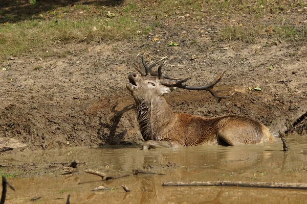 Veado Vermelho, Veado, Cervus elaphus — Fotografia de Stock