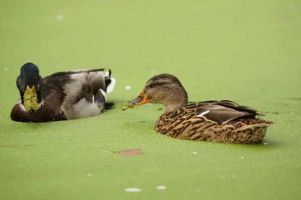 Canard colvert, anas platyrhynchos — Photo