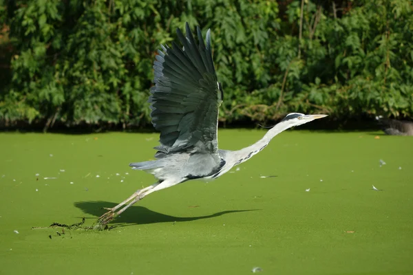 Garza gris, Ardea cinerea — Foto de Stock