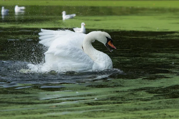 Mute Swan, Cygnus olor — Stock Photo, Image