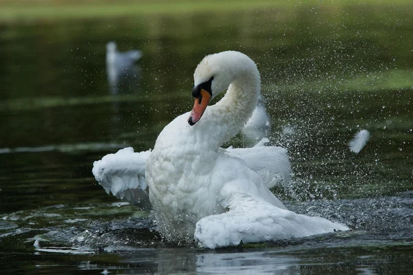 Mute Swan, cygnus color — стоковое фото