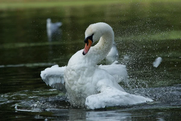 Néma hattyú, cygnus illat — Stock Fotó