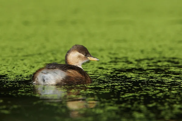 Pequeño sebo, Tachybaptus ruficollis —  Fotos de Stock