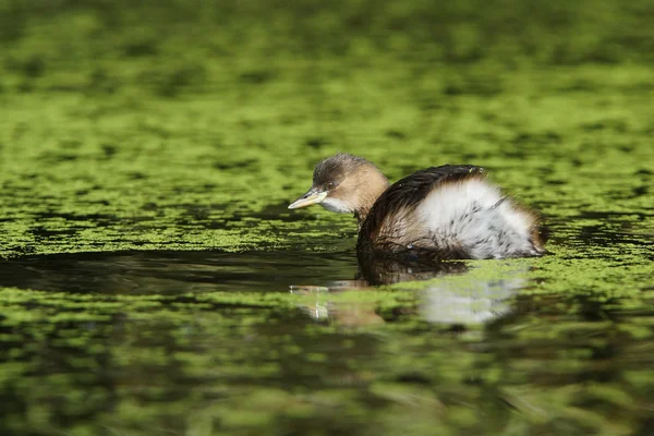 Маленькая зелень, Tachybaptus ruficollis — стоковое фото