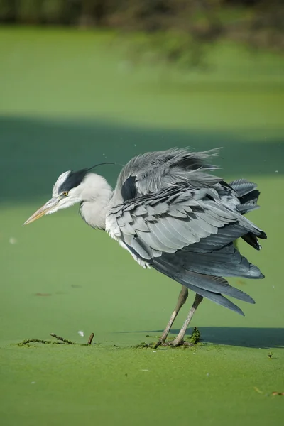 Gri balıkçıl, Ardea cinerea — Stok fotoğraf