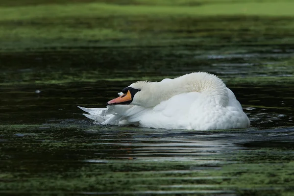 Höckerschwan, Cygnus olor — Stockfoto