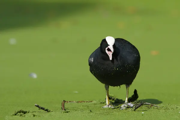 Avrasya coot, Sakarmeke, fulica atra — Stok fotoğraf