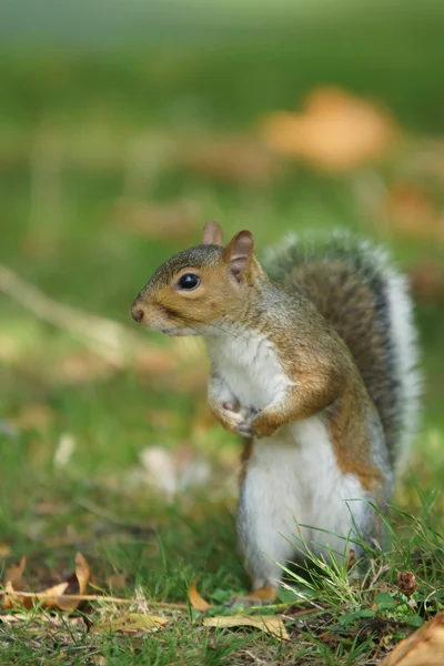 Grauhörnchen, Sciurus carolinensis — Stockfoto