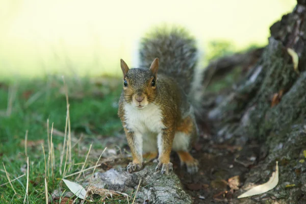 Серая белка, Sciurus carolinensis — стоковое фото