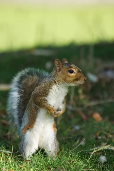 Écureuil gris, Sciurus carolinensis Images De Stock Libres De Droits