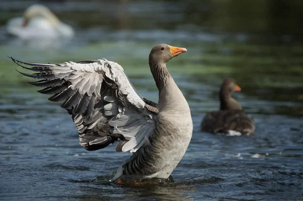 Greylag Goose, Anser anser — Stock Photo, Image