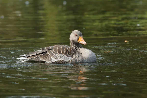 Greylag Goose, Anser anser — Stock Photo, Image