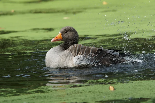 Greelag Goose, Anser anser — 스톡 사진
