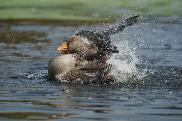 Ganso Greylag, Anser anser — Fotografia de Stock