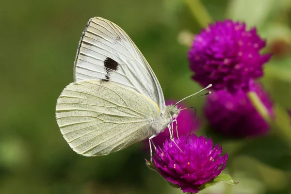 Grand Blanc, Pieris brassicae — Photo