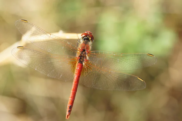 Red-veined darter, Sympetrum fonscolombii — Stock Photo, Image
