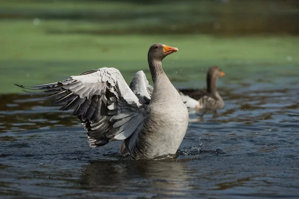 Ganso Greylag, Anser anser — Fotografia de Stock