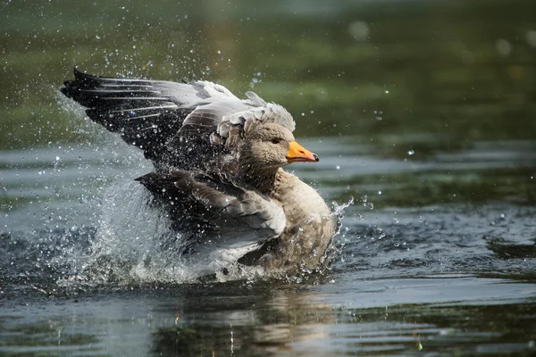 Graugans, Anser anser — Stockfoto