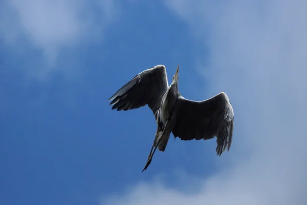 Grijze reiger, Ardea cinerea — Stockfoto