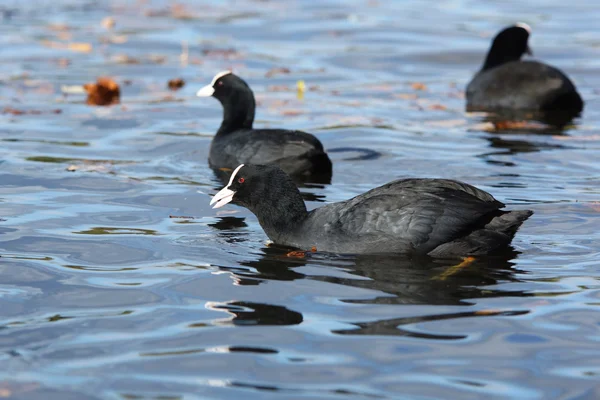 ユーラシアの coot、オオバン、アフリカマイマイ atra — ストック写真