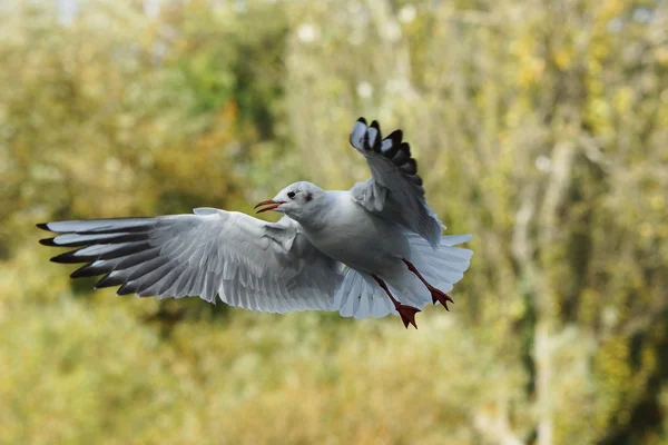 Skrattmås, Larus ridibundus — Stockfoto