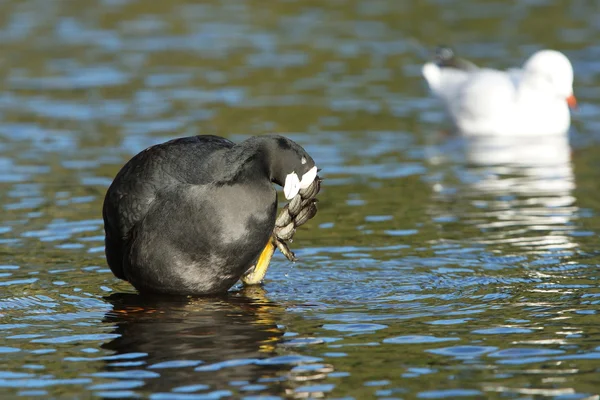 Avrasya coot, Sakarmeke, fulica atra — Stok fotoğraf