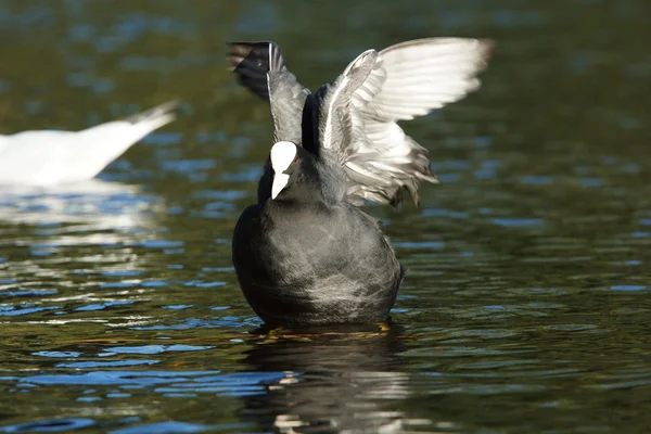 Avrasya coot, Sakarmeke, fulica atra — Stok fotoğraf