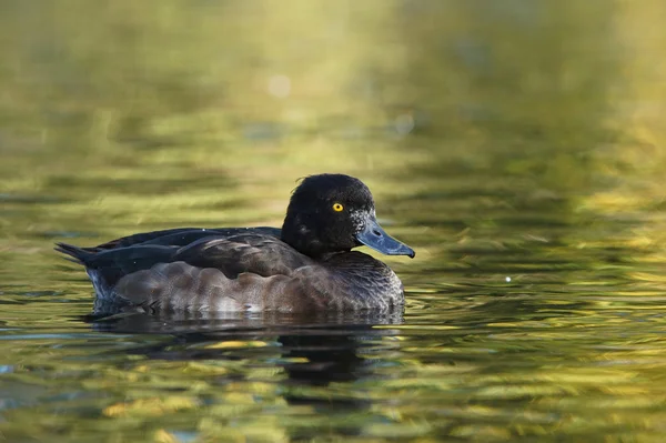 Tuftad anka, Aythya fuligula — Stockfoto