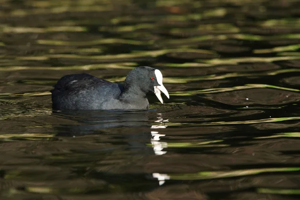 ユーラシアの coot、オオバン、アフリカマイマイ atra — ストック写真