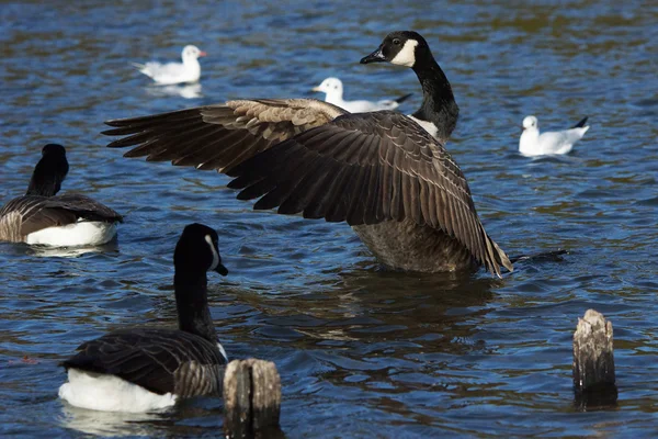 Canadese gans, Branta canadensis — Stockfoto