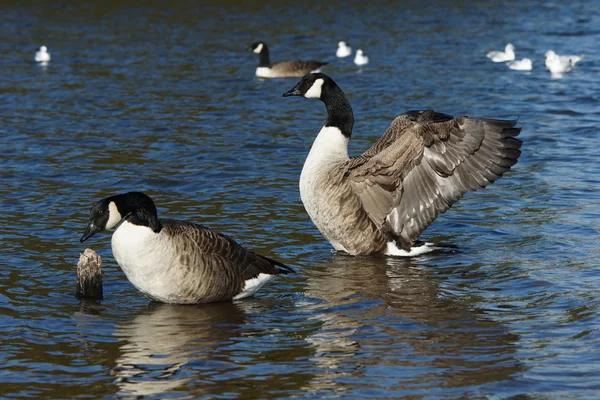 Kanadagans, Branta canadensis — Stockfoto