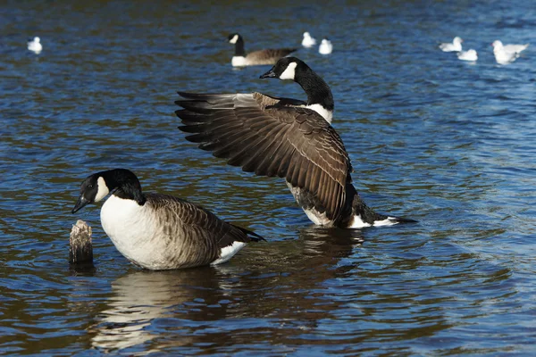 加拿大鹅，Branta canadensis — 图库照片