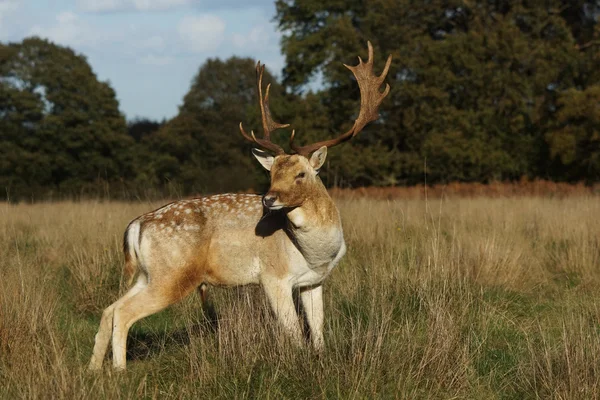 Fallow Deer, Dama dama — Stock Photo, Image