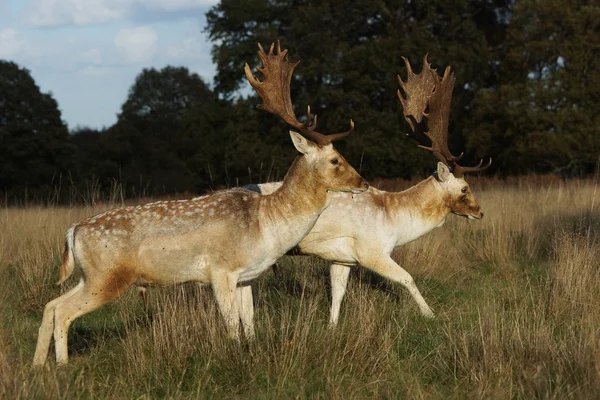 Fallow Deer, Dama dama — Stock Photo, Image