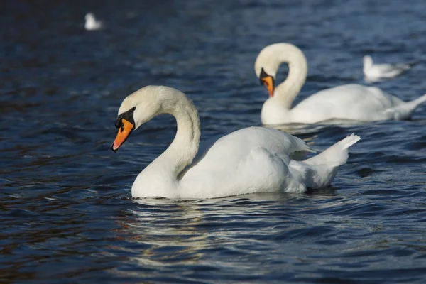 Cisne mudo, Cygnus olor — Foto de Stock