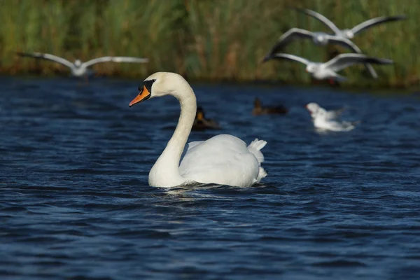 Łabędź niemy, cygnus olor — Zdjęcie stockowe