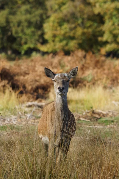 Jelen, jeleni, cervus elaphus — Stock fotografie