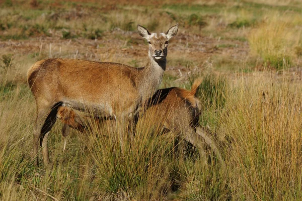 Red Deer, Deer, Cervus elaphus — Stock Photo, Image