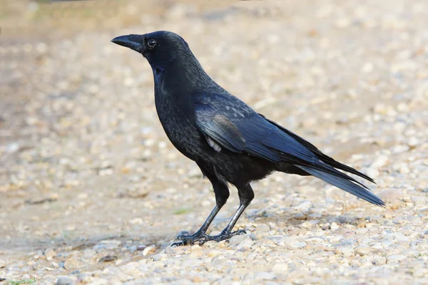 Cuervo de Carrión, Corvus corone — Foto de Stock