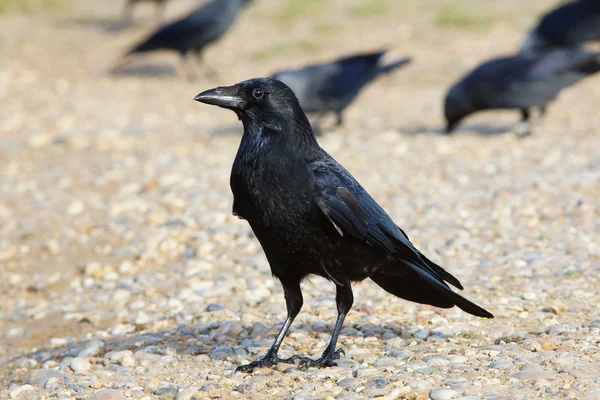 Zwarte kraai, corvus corone — Stockfoto